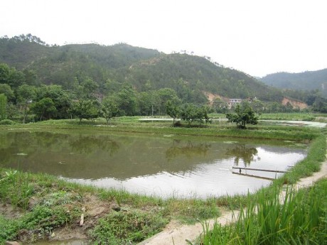 博望區(qū)丹陽鎮(zhèn)八卦村八卦片大溝承包經(jīng)營權(quán)拍賣公告